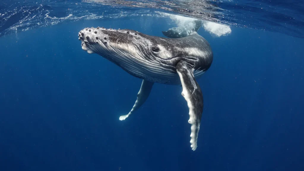 Arquipélago de Abrolhos, Bahia: mergulho-golfinhos-e-baleias-jubarte-no-brasil